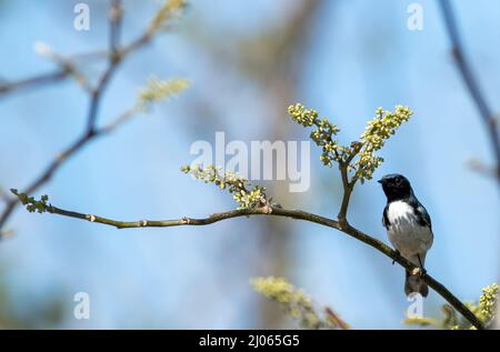 Ein Schwarzkehliger, blauer Waldsänger, der während der Frühjahrswanderung in den Florida Keys in einem blühenden Baum thronte. Stockfoto