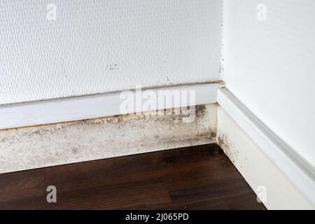 Grauer Schimmel an der Decke und an den Wänden, Feuchtigkeit im Haus Stockfoto