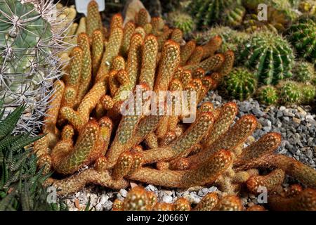 Goldlace Kaktus oder Marienkäfer Kaktus (Mammillaria elongata) auf Wüstengarten, Rio Stockfoto