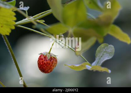 Junge Erdbeerpflanze mit ersten roten Früchten Stockfoto