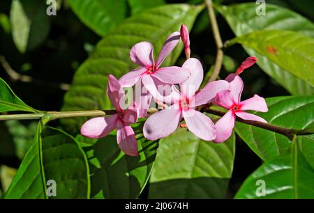 Strauch Vinca oder Pink Gardenia (Kopsia fruticosa) Stockfoto