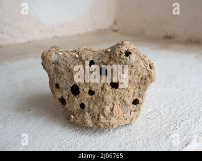 Schlammnest, das von der Schlammwespe (Töpferwespe oder Schmutzwespe) zum Schutz und zur Aufbewahrung von Nahrung für die Larven gemacht wird Stockfoto