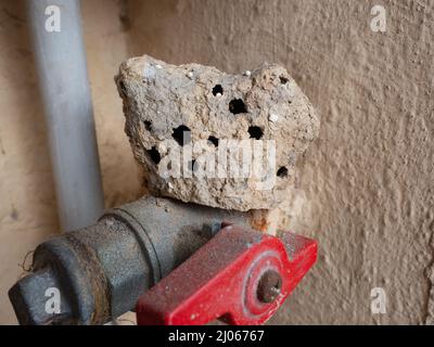 Schlammnest, das von der Schlammwespe (Töpferwespe oder Schmutzwespe) auf einem Kugelhahn eines Rohrleitungssystems hergestellt wird, um Nahrung für die Larven zu schützen und zu speichern Stockfoto