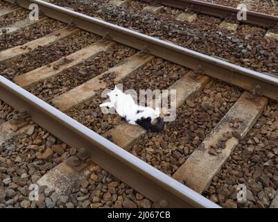 White Dead Cat auf Eisenbahnstrecken, die von einem Zug getroffen wurden Stockfoto