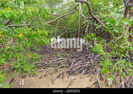 Naturlandschaft von Mangroven rund um den Fluss Ipojuca, in der Nähe von Camboa Strand, Ipojuca - PE, Brasilien. Pflanzen und Bäume in einer feuchten Region mit sandigen Böden. Stockfoto
