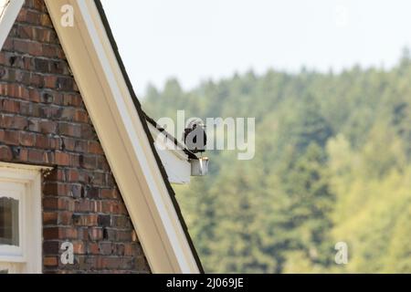 Rotes Backsteinhaus mit weißen Zierleisten und einer Krähe auf dem Dach Stockfoto