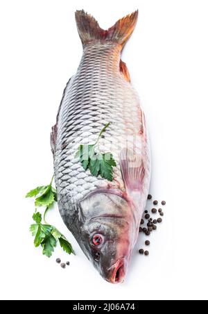Süßwasser-Karpfenfische isoliert auf Weiß Stockfoto