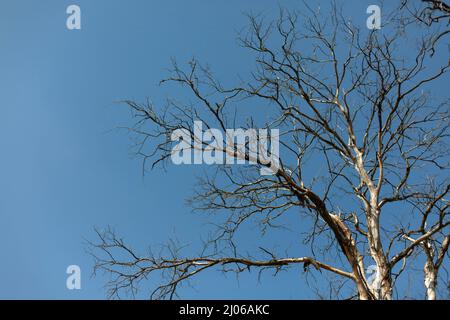 Trockene Eiche. Ein Baum gegen den Himmel. Trockene Äste ohne Blätter. Der Herbst ist gekommen oder der Frühling ist gekommen, die Blätter fehlen an den Ästen der Eiche. Stockfoto