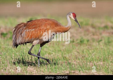 Ein Erwachsener Sandhill Crane, Grus canadensis, Jagd Stockfoto