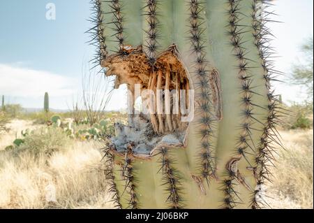 Loch in einem Saguaro Kaktus, innen Rippen zeigen. Stockfoto