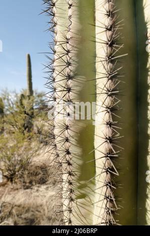 Nahaufnahme Saguaro Kaktusdornen Stockfoto