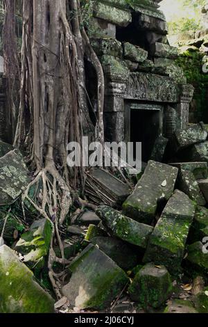 Wurzeln eines riesigen Baumes zwischen den Ruinen von Ta Prohm, Siem Reap, Kambodscha. Einst als Drehort für einen Hollywood-Film von 2001 verwendet Lara Croft: Tomb Raider mit Angelina Jolie und vor allem bekannt für seine riesigen Wurzeln aus wilden Bäumen, die tief zwischen den Steinen verwurzelt sind, war Ta Prohm ein Kloster für Studenten des Mahayana-Buddhismus, bevor es verlassen und für Hunderte von Jahren vergessen wurde. Stockfoto