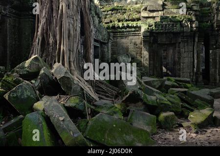 Wurzeln eines riesigen Baumes zwischen den Ruinen von Ta Prohm, Siem Reap, Kambodscha. Stockfoto