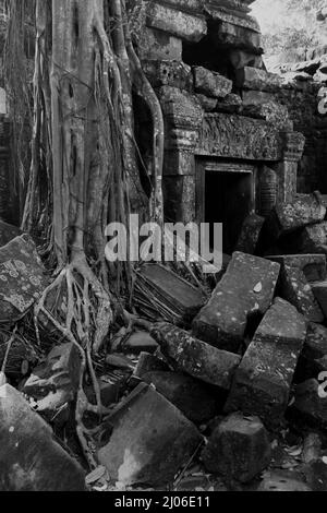 Wurzeln eines riesigen Baumes zwischen den Ruinen von Ta Prohm, Siem Reap, Kambodscha (schwarz-weiße Version). Stockfoto