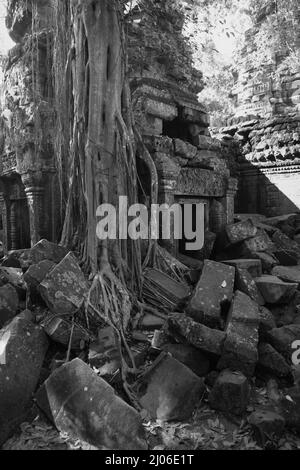 Wurzeln eines riesigen Baumes zwischen den Ruinen von Ta Prohm, Siem Reap, Kambodscha (schwarz-weiße Version). Stockfoto