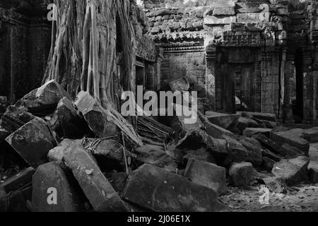 Wurzeln eines riesigen Baumes zwischen den Ruinen von Ta Prohm, Siem Reap, Kambodscha (schwarz-weiße Version). Stockfoto