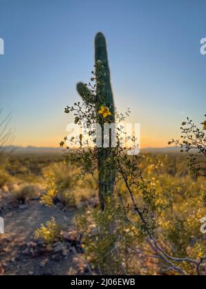 Frühlingsblumen vor einem ausgefunsten Saguaro Kaktus Stockfoto