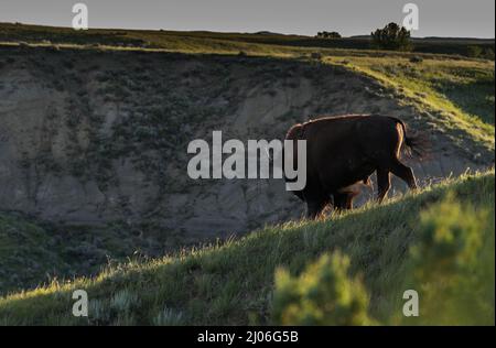 Ein Bison mit Hintergrundbeleuchtung, der auf einem Hügel im Theodore Roosevelt National Park, North Dakota, steht. Stockfoto