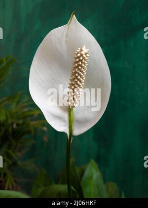 Einzelne Anthuriumblume, die in geringer Tiefenschärfe aufgenommen wurde, auch bekannt als Rückenblume, Flamingo und Lakeleaf, tropfenförmige, weiße Farbblume Stockfoto