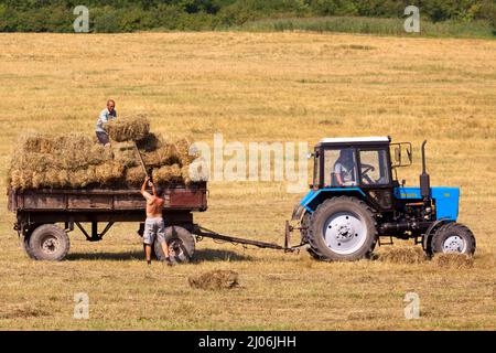 Bauern und Traktor bringen Ernte in Galizien, Westukraine Stockfoto