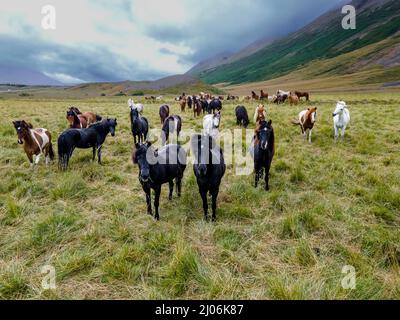 Luftaufnahme der herrlichen isländischen Pferde - wilde Hengste Stockfoto