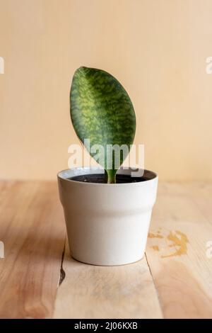 Sansevieria masoniana Sukkulenten Pflanze in einem schönen Topf Stockfoto