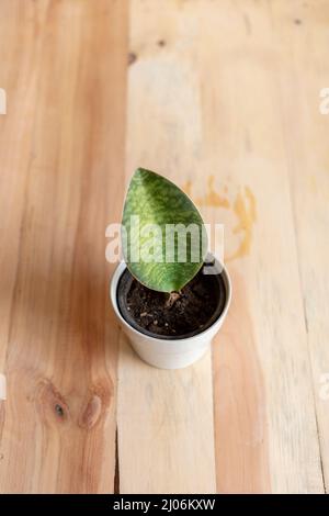 Sansevieria Schlangenpflanze aus einem hohen Winkel Stockfoto