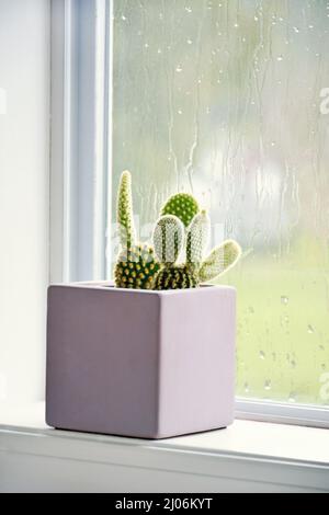 Kleiner Hasen-Ears-Kaktus, Opuntia microdasys, in quadratischem Tontopf neben Regenfenster im vertikalen Format. Stockfoto