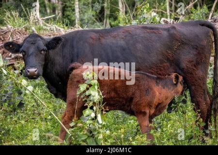 Eine schwarze Kuh füttert ihr braunes Kalb von ihren Eutern auf einer Wiese Stockfoto