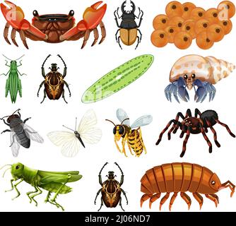 Verschiedene Arten von Insekten und Tieren auf weißem Hintergrund Illustration Stock Vektor