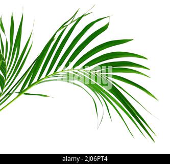 Palmenblätter die grünen Blätter der Palmen liegen auf weißem Hintergrund. Stockfoto