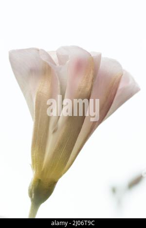 Eine Feldbindungrautblume (Convolvulus arvensis) wächst hoch auf der Wiese eines ausgedient Obstgartens in Newmarket Stockfoto
