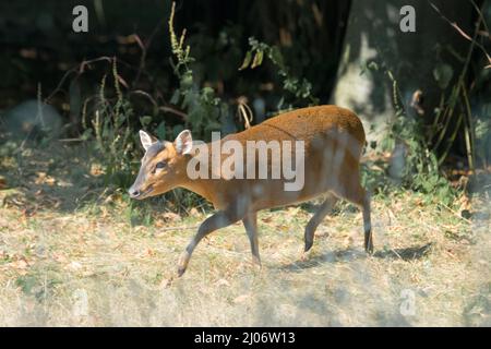 Der kleine Muntiacus reevesi trabt über das offene Grasland aus den bewaldeten Gebieten des Naturparks Minsmere in Suffolk Stockfoto