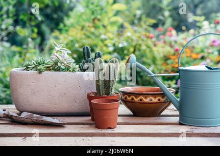 Gartengeräte für das Eintopfen von Sukkulenten und Kakteen im Hausgarten Stockfoto