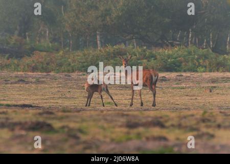 Das Rotwild (Cervus elaphus) steht als Wache und schützt ihr Fohlen, während es sich im Grasland des Naturparks Minsmere, Suffolk, reinigt Stockfoto