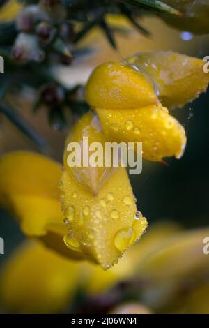 Im Winter stechen die taufbedeckten leuchtend gelben Blüten des auf diesem Suffolk-Reservat wachsenden Görses (Ulex europeus) hervor Stockfoto