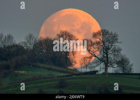 Glastonbury, Somerset, Großbritannien. 17.. März 2022. Wetter in Großbritannien. An einem kalten, klaren Morgen untergeht der fast vollwurmförmige Mond in Glastonbury in Somerset hinter Bäumen. Bildnachweis: Graham Hunt/Alamy Live News Stockfoto