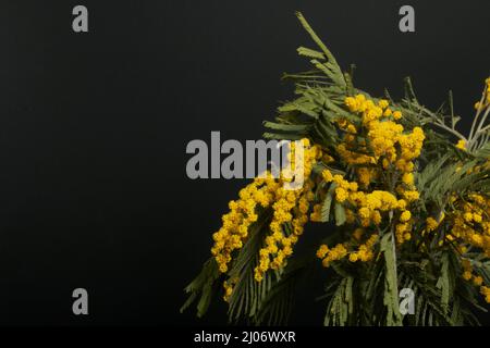 Bouquet von gelben Mimosen. Auf schwarzem Hintergrund. Nahaufnahme. Stockfoto