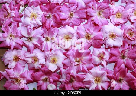 Rosa frische Rosenblätter auf einem Hintergrund angeordnet.