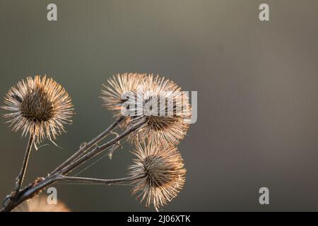 Größere Klettenkernköpfe fangen die frühmorgendliche Wintersonne ein, wenn sie über dem Moor in Lakenheath, Suffolk, aufsteigt Stockfoto