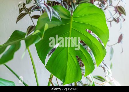 Viele Monstera Pflanzen Sorte Delicose oder schweizer Käse auf hellem Hintergrund. Stilvolles und minimalistisches Heim-Dschungel-Interieur. Home grünen Garten in Töpfen in der Sonne Stockfoto