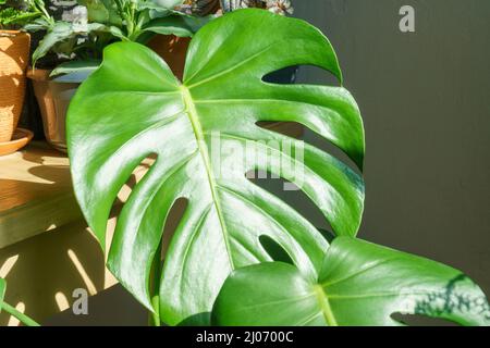 Viele Monstera Pflanzen Sorte Delicose oder schweizer Käse auf hellem Hintergrund. Stilvolles und minimalistisches Heim-Dschungel-Interieur. Home grünen Garten in Töpfen in der Sonne Stockfoto