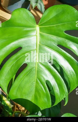 Viele Monstera Pflanzen Sorte Delicose oder schweizer Käse auf hellem Hintergrund. Stilvolles und minimalistisches Heim-Dschungel-Interieur. Home grünen Garten in Töpfen in der Sonne Stockfoto