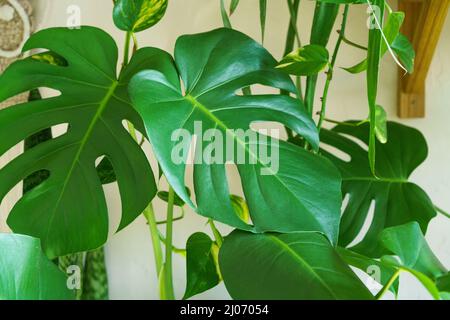 Viele Monstera Pflanzen Sorte Delicose oder schweizer Käse auf hellem Hintergrund. Stilvolles und minimalistisches Heim-Dschungel-Interieur. Home grünen Garten in Töpfen in der Sonne Stockfoto