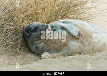 Dieser junge, graue Robbenjunge entspannt sich zurück, indem er die Gräser der Dünen als Kissen bei Horsey, Norfolk, verwendet Stockfoto