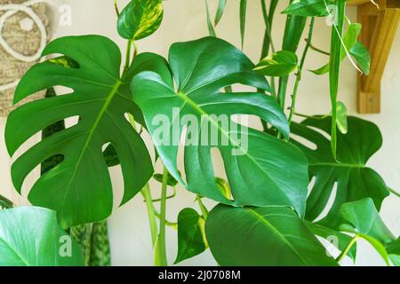 Viele Monstera Pflanzen Sorte Delicose oder schweizer Käse auf hellem Hintergrund. Stilvolles und minimalistisches Heim-Dschungel-Interieur. Home grünen Garten in Töpfen in der Sonne Stockfoto