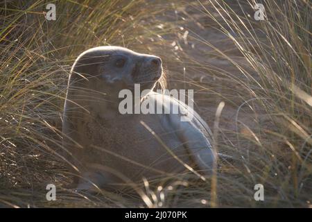 Die Sonne geht hinter dem jungen, in den Dünen bei Horsey, Norfolk, liegenden, grauen Robbenjungen (Halichoerus grypus) auf Stockfoto