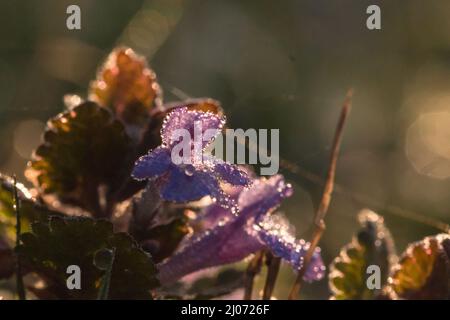 Bodenefeu (Gleckoma hederacea) wächst, bedeckt mit dem Morgentau, auf dem Fenland bei Redgrave und Lopham Fen in Suffolk auf Stockfoto