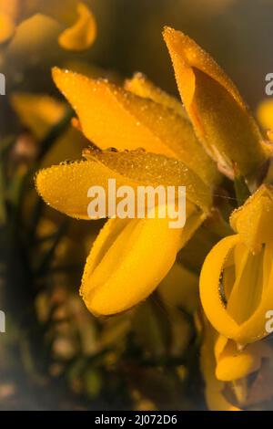 Tau bedeckte leuchtend gelbe Blüten des Gorse (Ulex europeus) wachsen am Rand des Fenlands bei Redgrave und Lopham fen, Suffolk Stockfoto