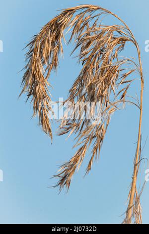 Der Samenkopf des Schilfs rollt im alten Schilfbett bei Redgrave und Lopham fen, Suffolk, herum Stockfoto